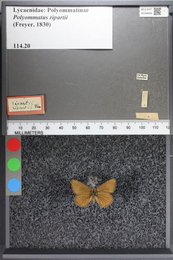 Media type: image;   Entomology 54524
